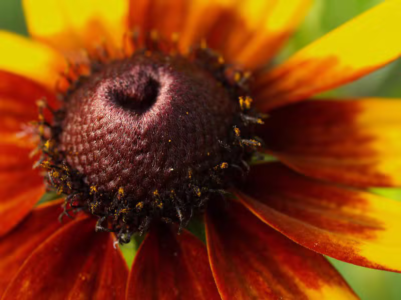 Nature example