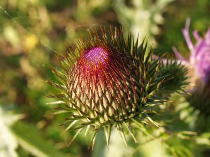 Nature example